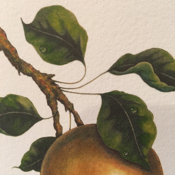 NYISSEKI Asian Pear small Giclee print - Picture 2 of 5